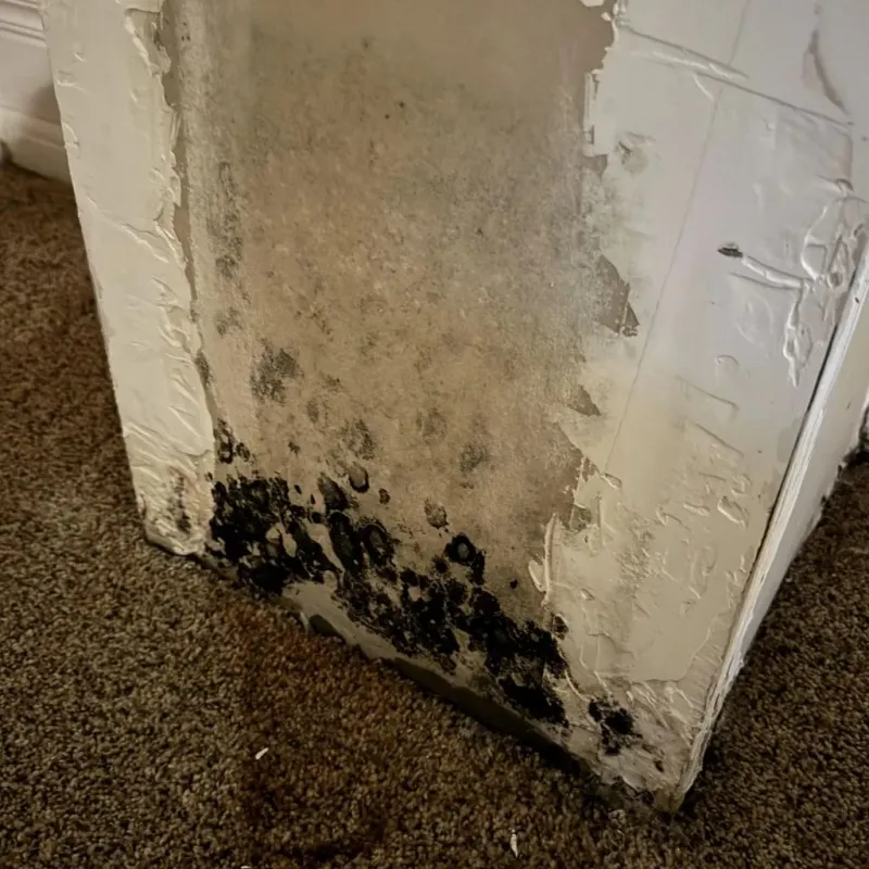 Professional Mold Removal in Saranap, CA